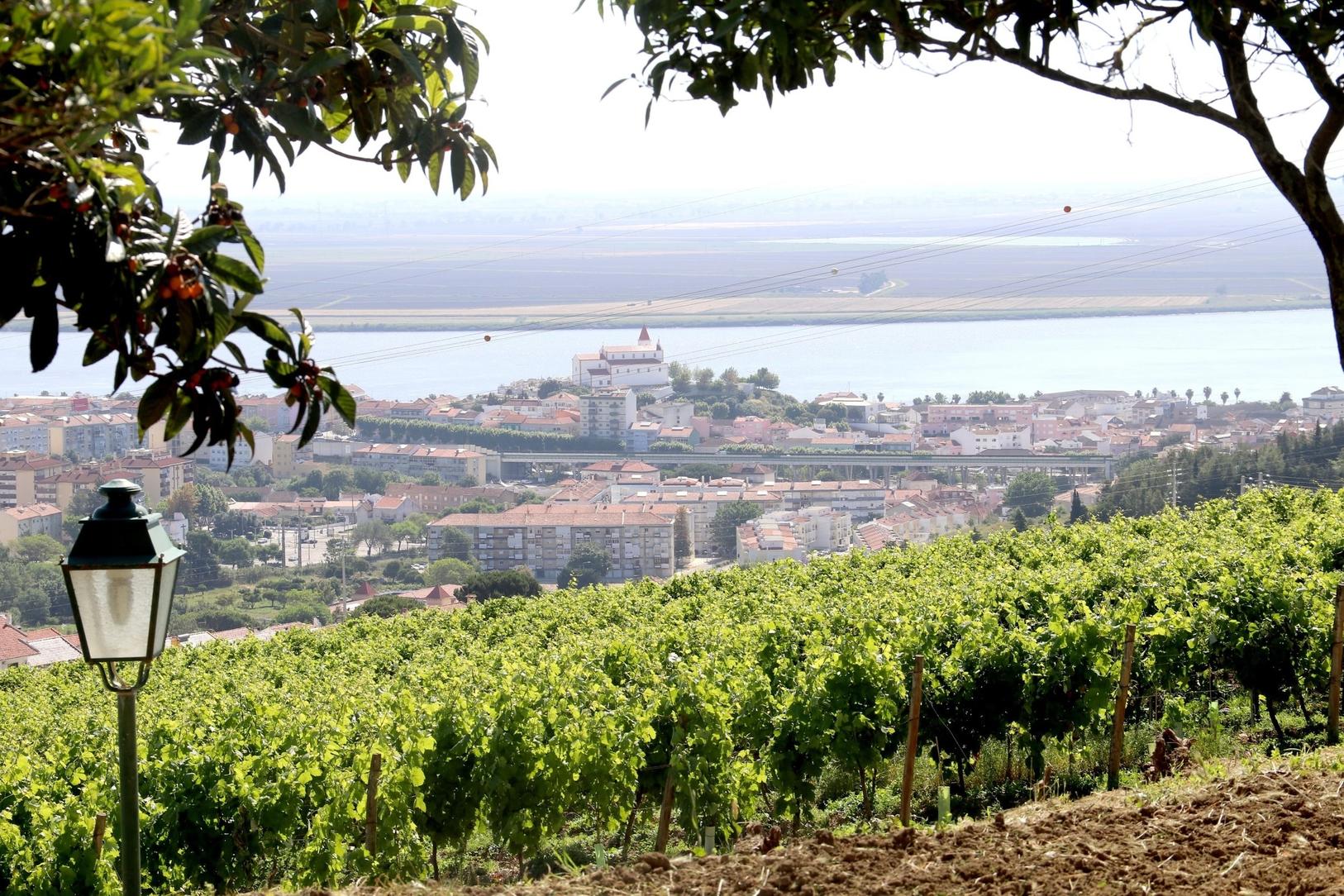 vinho_municipal__encostas_de_xira__1_2500_2500_1_2000_1084