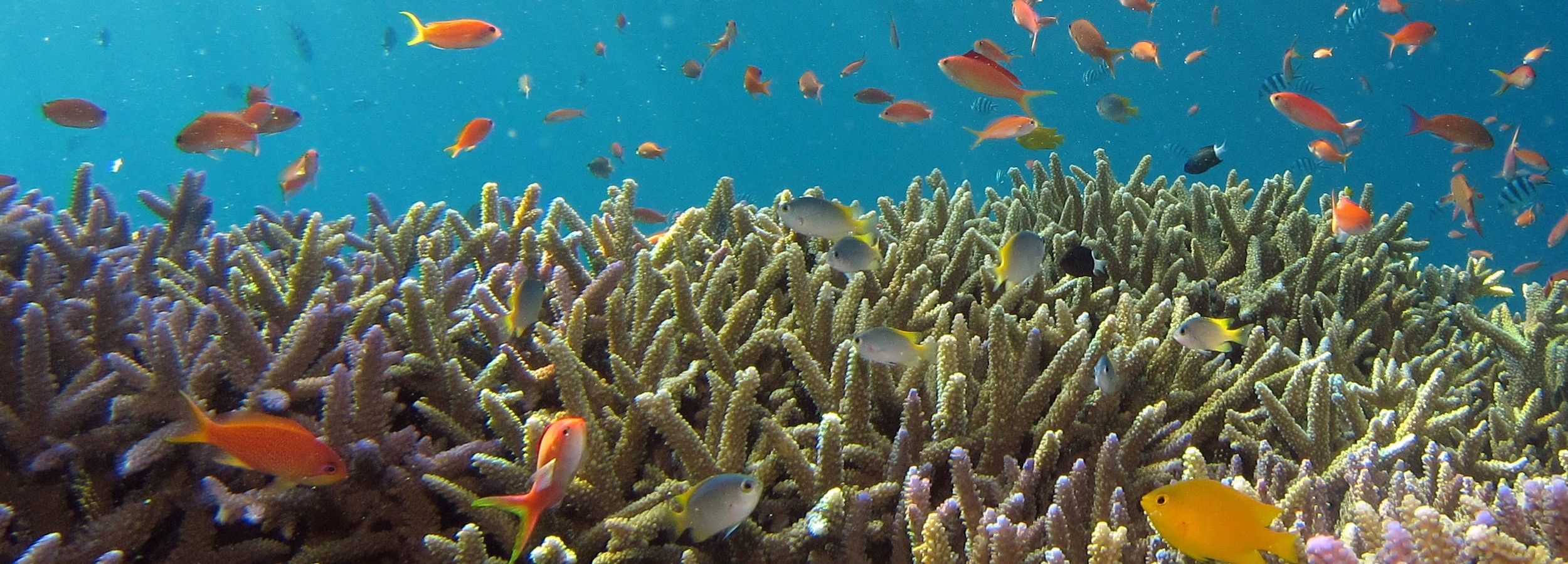 A importância da preservação dos oceanos para o futuro da humanidade em exposição