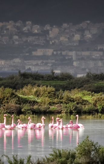 2.º Fórum da Biodiversidade do Estuário do Tejo debate parcerias para a Conservação do Território